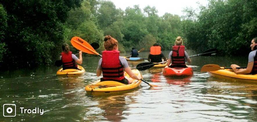 Goa Kayaking Mangroves Magic! Near Candolim