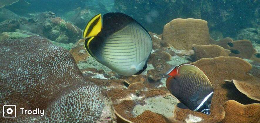 Scuba Diver 2-Day Course in Goa