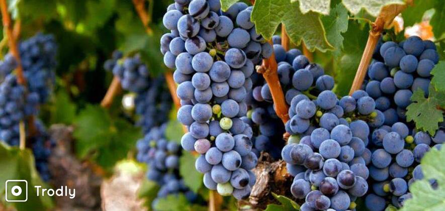Wine Tour With Lunch near Nandi Hills, Bangalore