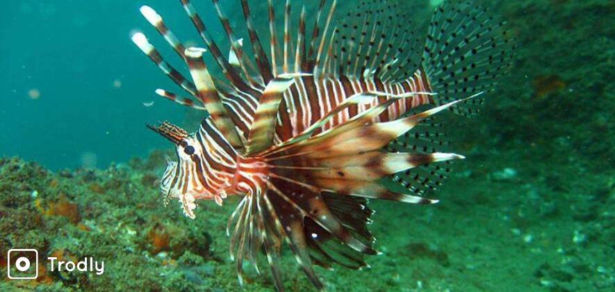 Fun Dives for Certified Scuba Divers in Goa