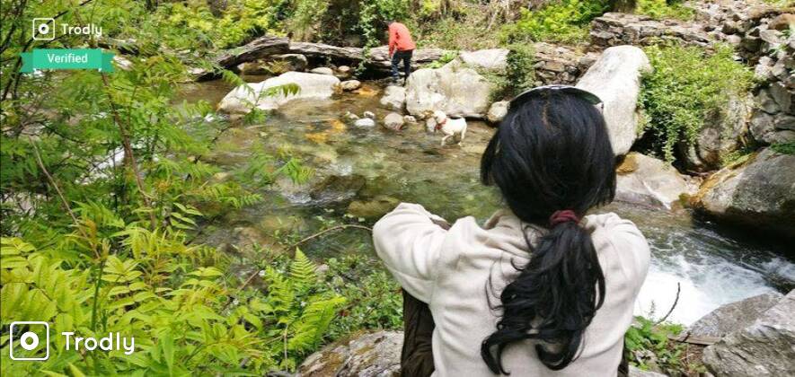 Manali Jungle camping and Old Manali Tour