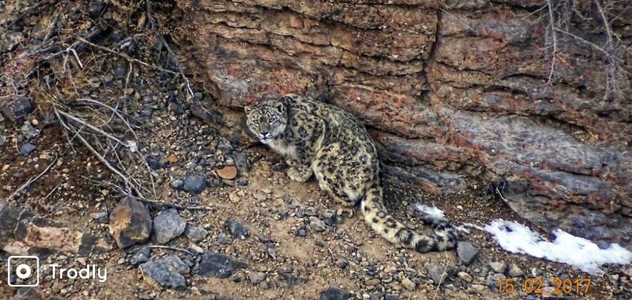 Spiti Snow Leopard Jeep Safari