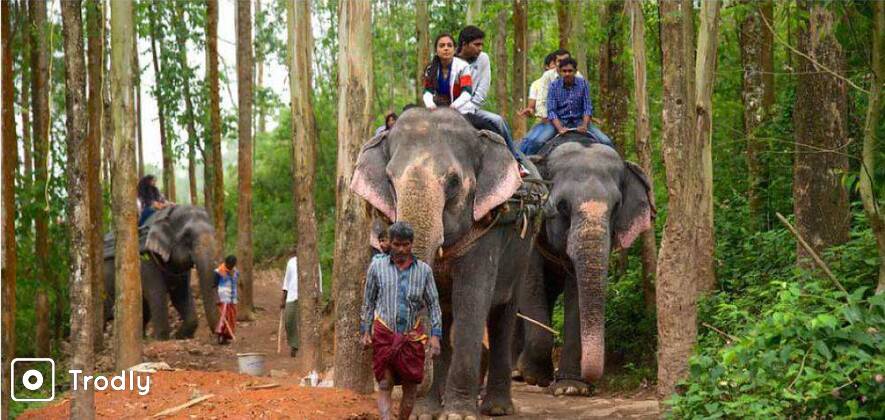 Ways Of An Elephant - Special Thekkady Day Tour