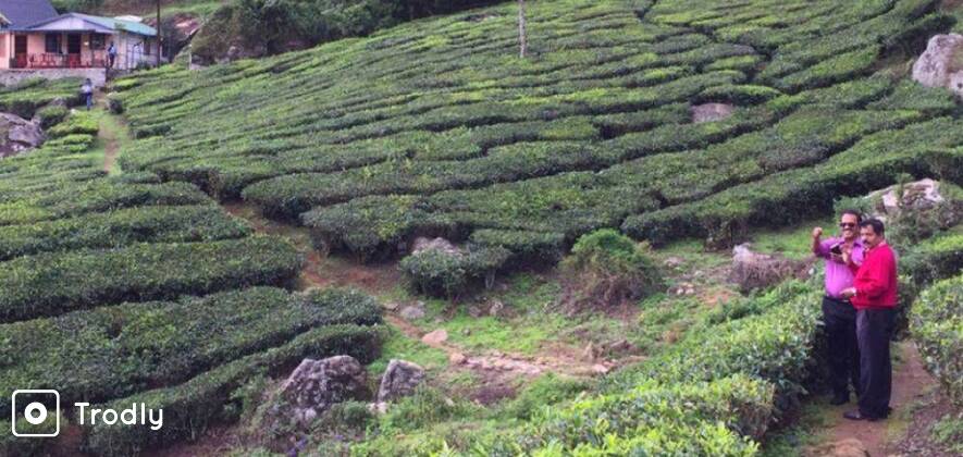 Story Of Tea - Munnar's 100 Year Old Tea Factory Visit