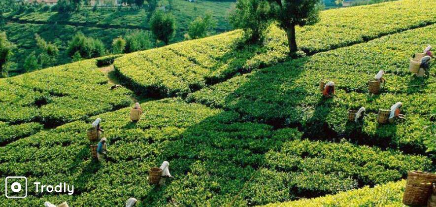 Half Day Tea Tasting Tour Of Munnar's Tea Factory