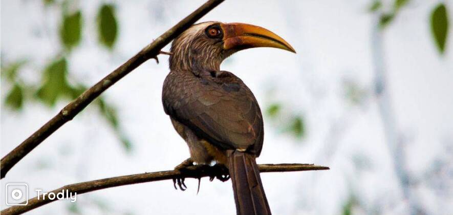 Birding Tour Through Coorg Coffee Plantation