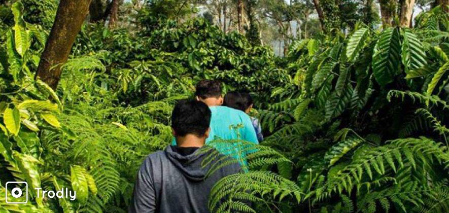 Trek To Bhramagiri & Camp Overnight In The Woods