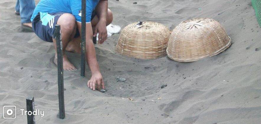 2 Day Velas - Harihareshwar Tour from Mumbai (Velas Turtle Festival)