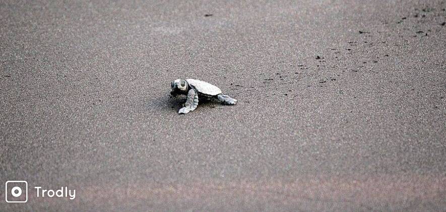 2 Day Velas - Harihareshwar Tour from Mumbai (Velas Turtle Festival)