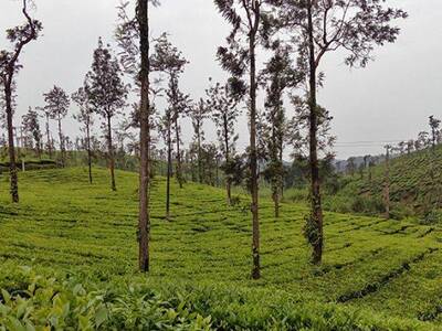 Coorg 4 Days Sightseeing Tour from Mysore City