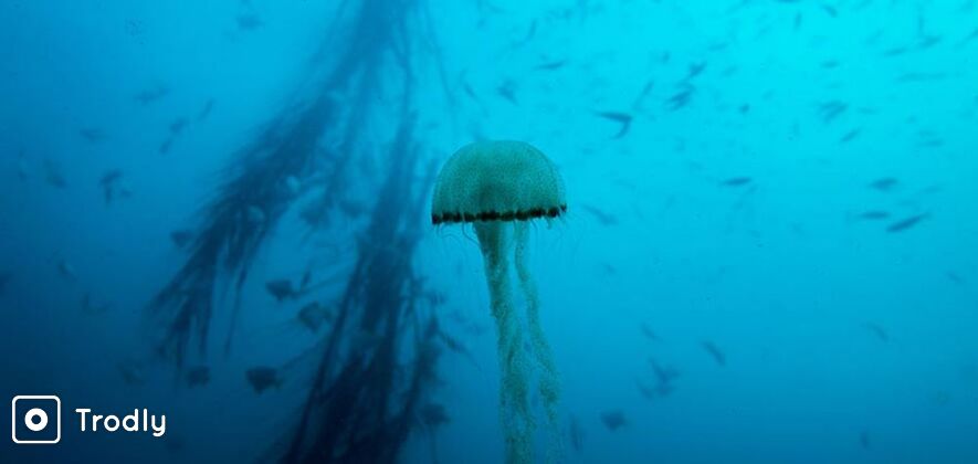 Scuba Diving in Pondicherry (Pool & Ocean)