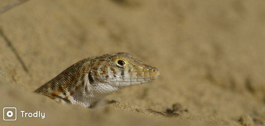Macro & Landscape Photography Tour at THAR DESERT