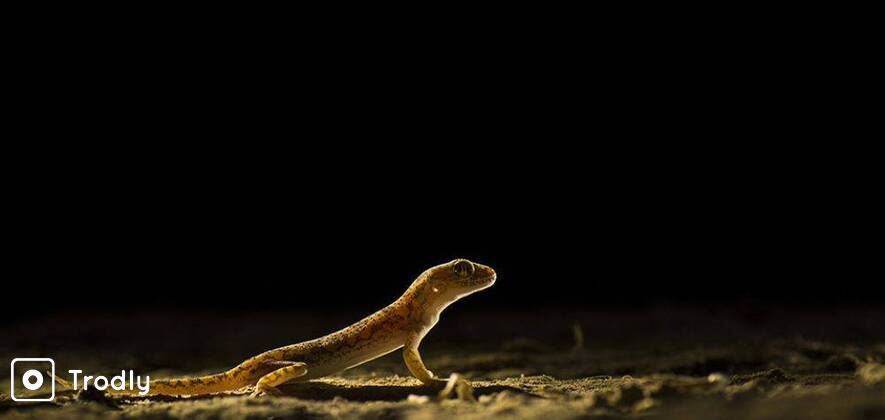 Macro & Landscape Photography Tour at THAR DESERT