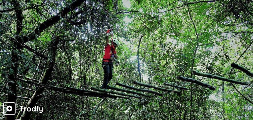 Rainforest Walk & Ziplines