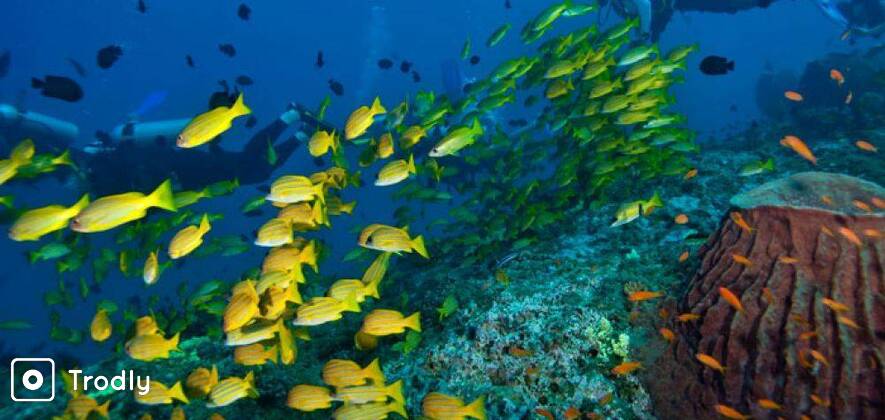 Scuba Diving on Liveaboard Cruise in Andamans