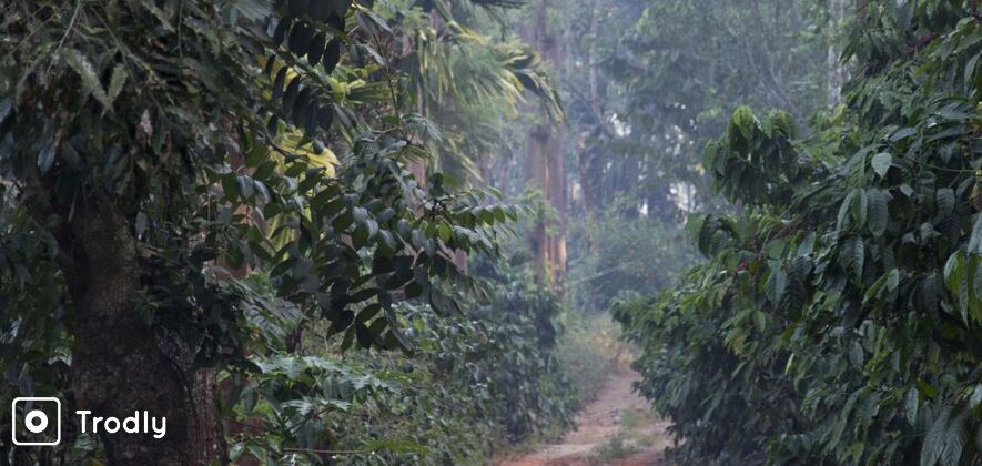 Coffee Plantation cycling tours