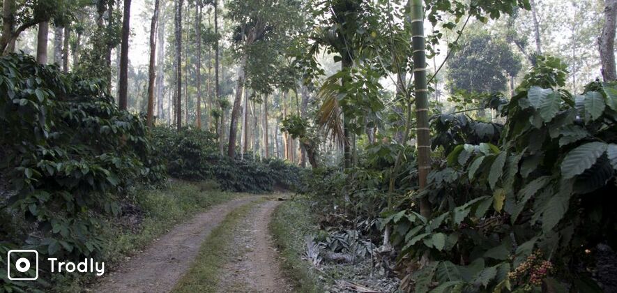 Coffee Plantation cycling tours