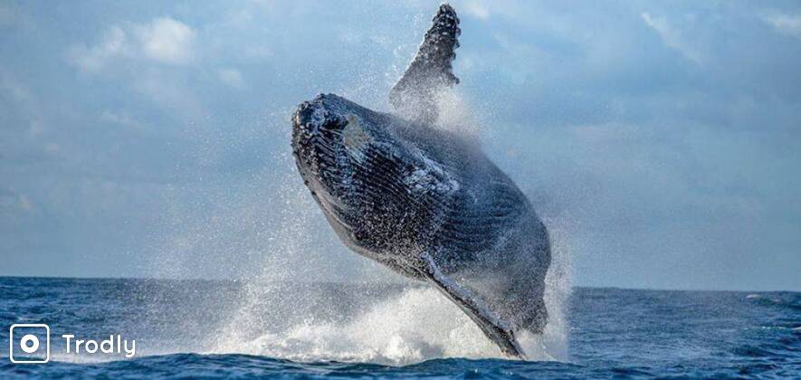 Mirissa Whale Watching Day Tour from Colombo