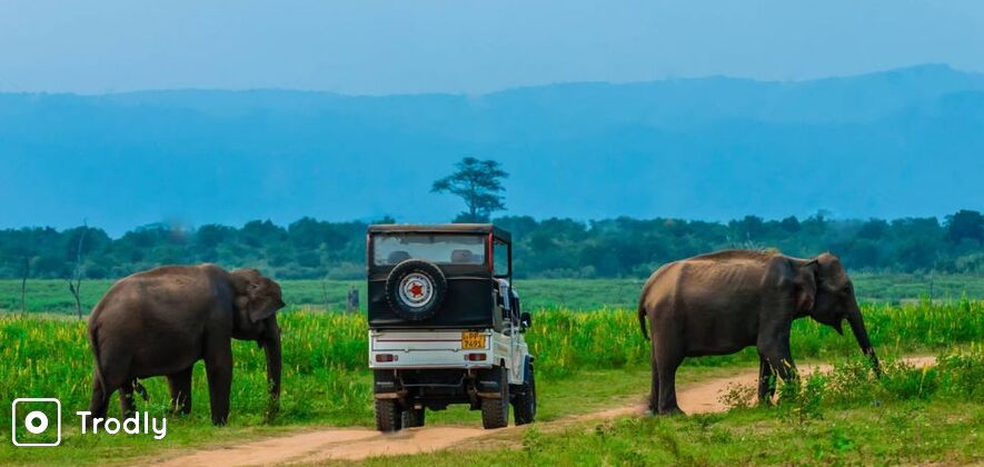 Udawalawe National Park Safari Tour from Colombo