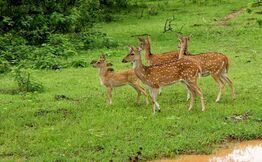 Yala National Park Safari Day Trip from Galle - Trodly