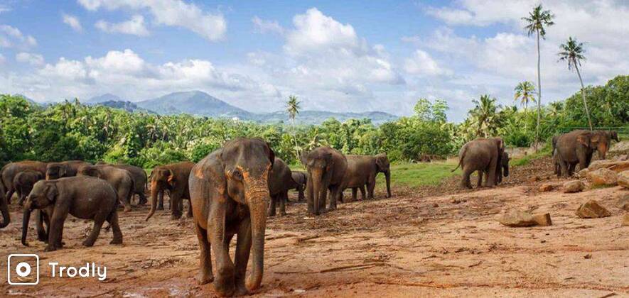 Kandy & Pinnawala Elephant Orphanage Day Tour from Colombo