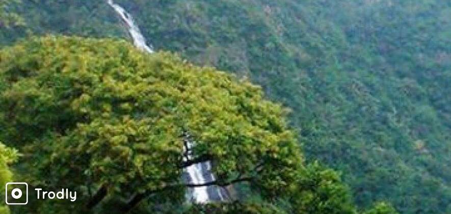 Nelliyampathy Hills Nature Non Guided Day Tour from Palakkad