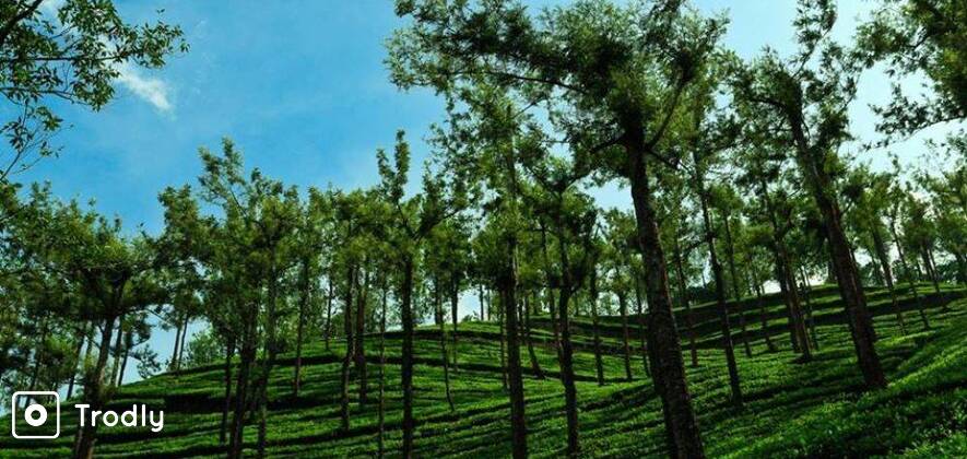 Nelliyampathy Hills Nature Non Guided Day Tour from Palakkad
