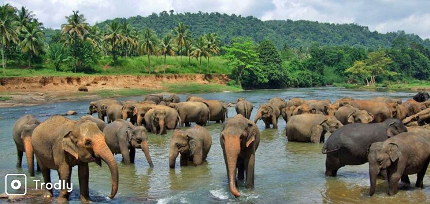 Pinnawala Elephant Orphanage Day Tour from Kandy