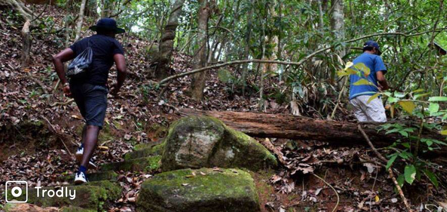 Nature Trek & Birding in Udawatte Kele Sanctuary
