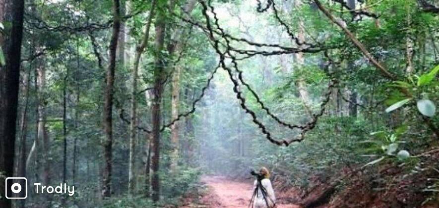 Nature Trek & Birding in Udawatte Kele Sanctuary
