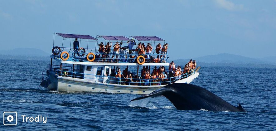 Deep sea fishing and whale watching day trip in Mirissa