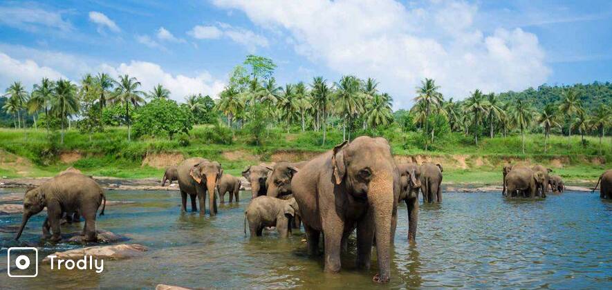 Day Tour to Pinnawala Elephant Orphanage