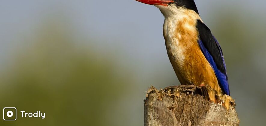 Birding Tour in Kumrakom