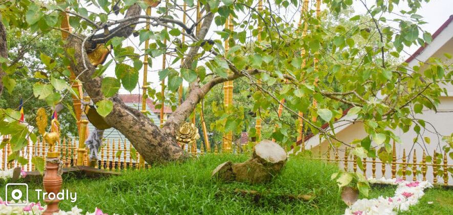 Private Day Tour to Anuradhapura