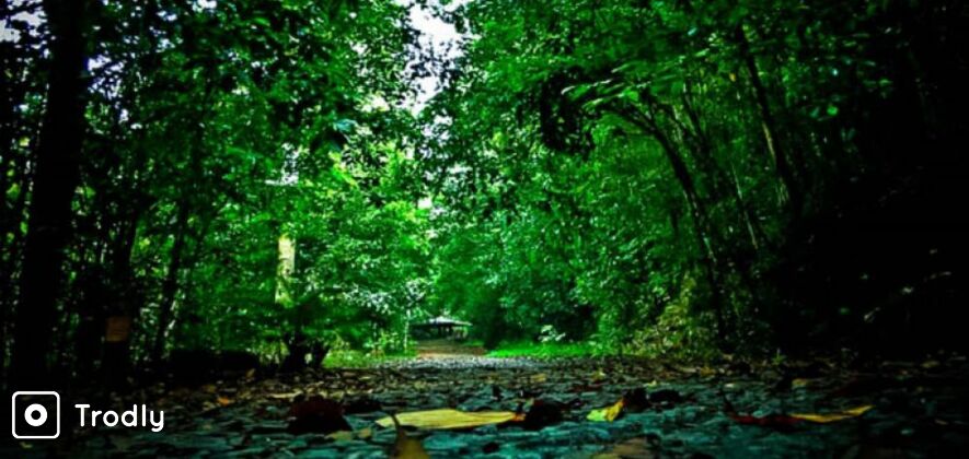 Kanneliya Rain-forest Guided Hike