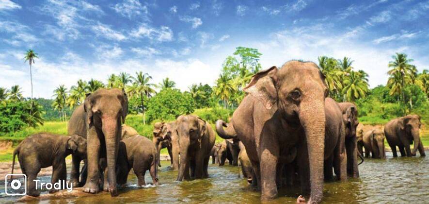 Polonnaruwa and Minneriya Day Tour from Kandy