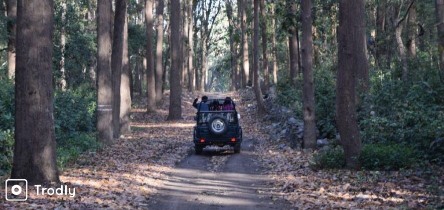 Jeep Safari In Corbett National Park