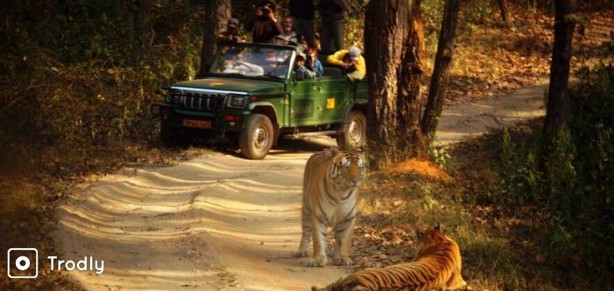 Tiger Safari In Bandhavgarh National Park