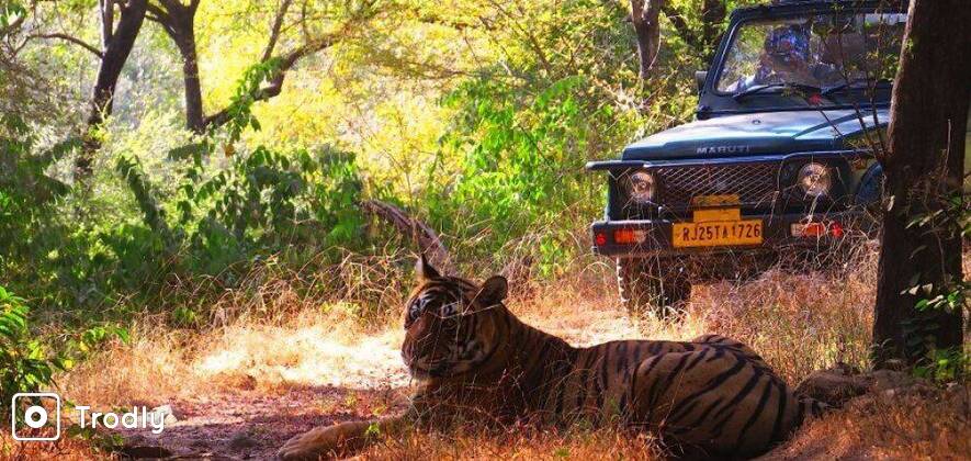 Tiger Safari in Ranthambore National Park