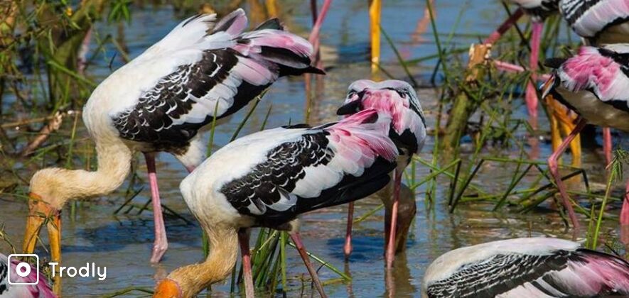 Full Day Kumana National Park Safari