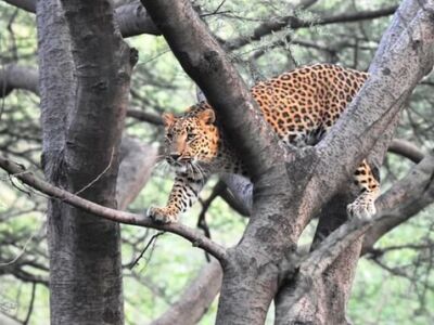 Jhalana Panther Safari in Jaipur