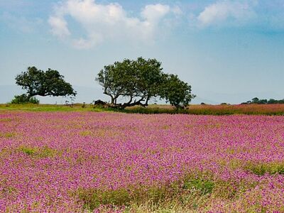 Kaas Plateau and Panchgani 2 Day Sightseeing Tour from Mumbai