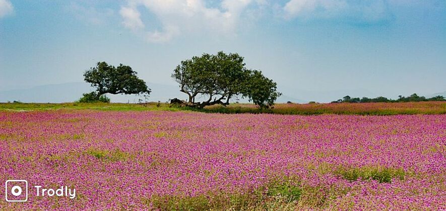 Kaas Plateau and Panchgani 2 Day Sightseeing Tour from Mumbai