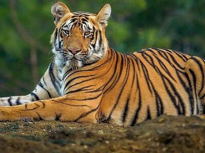 Dudhwa National Park Day Tour from The City of Lucknow