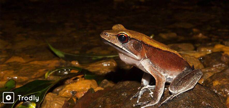 Herping & Macro Photography Tour - COORG