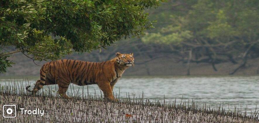 Sundarbans 3 Days and 2 Nights Tour From Kolkata