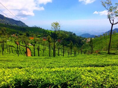 Nilgiris (Ooty) A Road Trip from Chennai