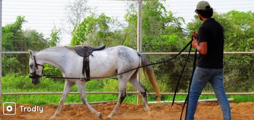 Horse Whispering Experience in Gurgaon