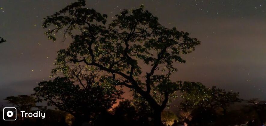 Bhandadhara Fireflies Camping