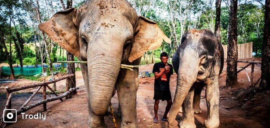 Elephant Sanctuary Half Day Tour in Phuket